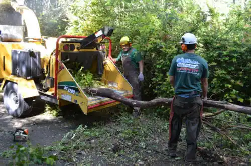 tree services Johnstonville